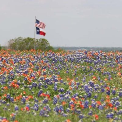 pestsouthtexas_f1